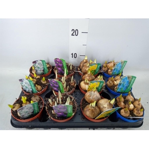 Bolbloemen   ...mix