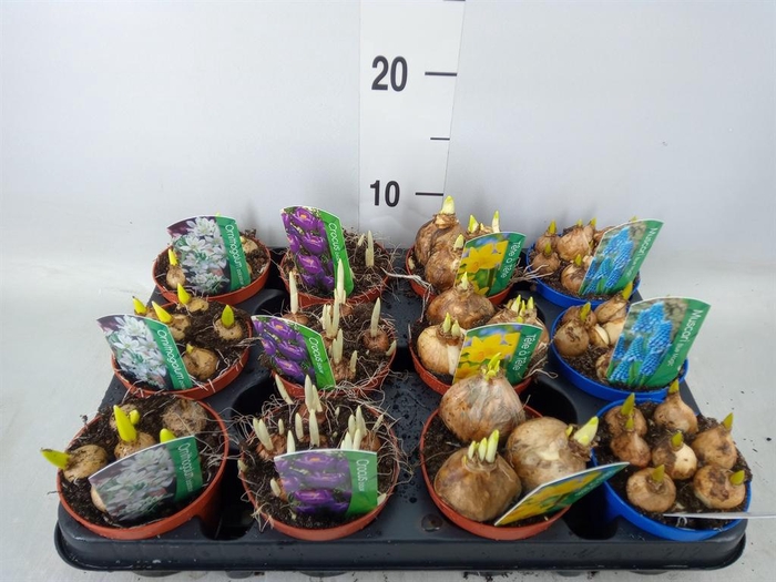 <h4>Bolbloemen ...mix</h4>