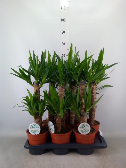 <h4>Yucca   ...</h4>