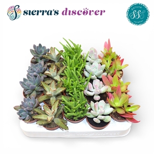 Discover® - Sevilla Succulents Mix (Deluxe)