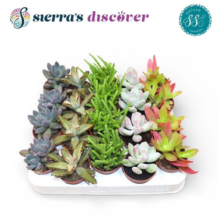 <h4>Discover® - Sevilla Succulents Mix (Deluxe)</h4>