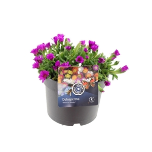 Delosperma cooperi Sunset Violet