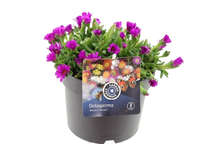 <h4>Delosperma cooperi Sunset Violet</h4>