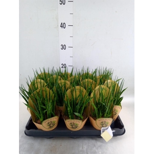 Sansevieria  'Fernwood'