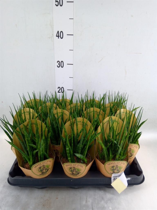 <h4>Sansevieria  'Fernwood'</h4>