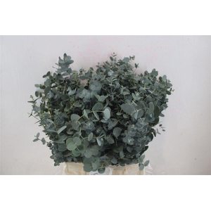 Euca Gunny Short 150gr P Bunch