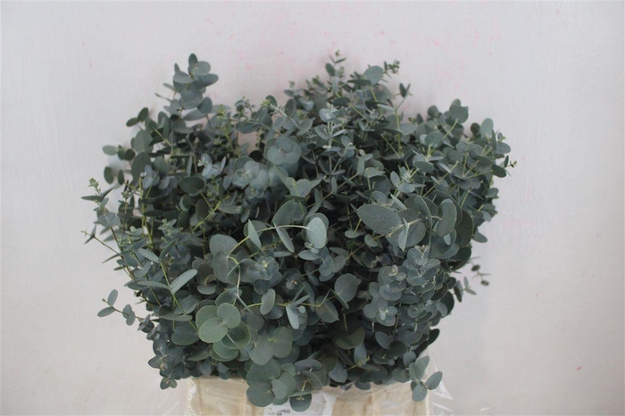 <h4>Euca Gunny Short 150gr P Bunch</h4>