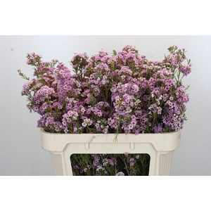 Chamelaucium Giselle