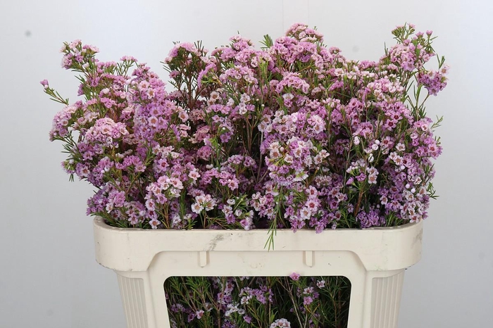 <h4>Chamelaucium Giselle</h4>