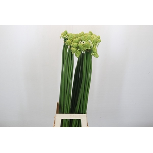 Ornithogalum Saundersiae