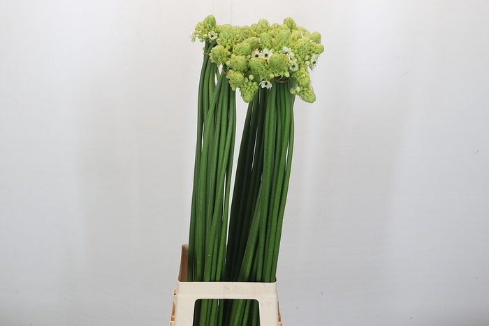<h4>Ornithogalum Saundersiae</h4>