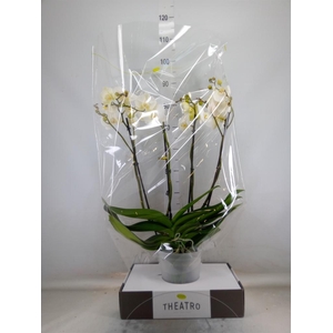 Phalaenopsis   ...white