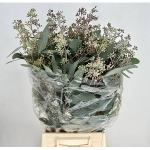 EUCA POPULUS GRAIN EXTRA SUPRA*