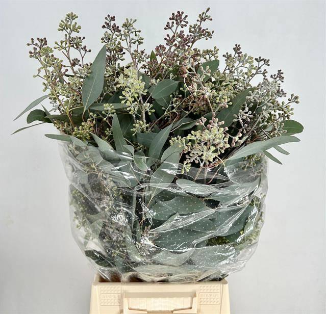 <h4>EUCA POPULUS GRAIN EXTRA SUPRA*</h4>