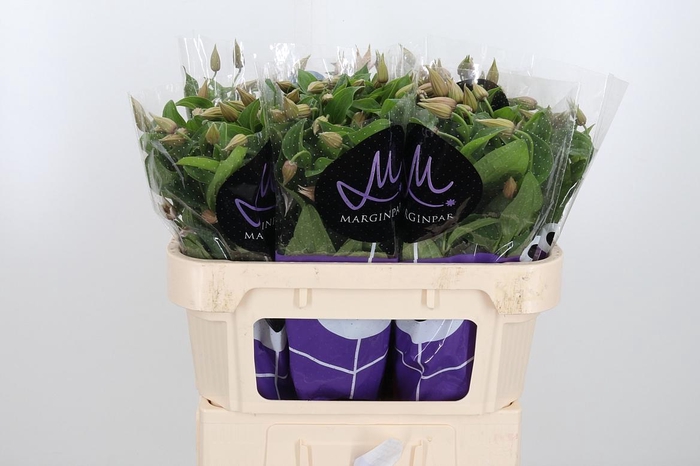 <h4>Clem Amazing Kansas</h4>