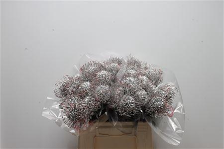 <h4>Leuco Klbh Zilver</h4>