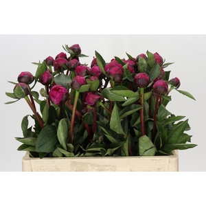 Paeonia Red Sarah Bernhardt