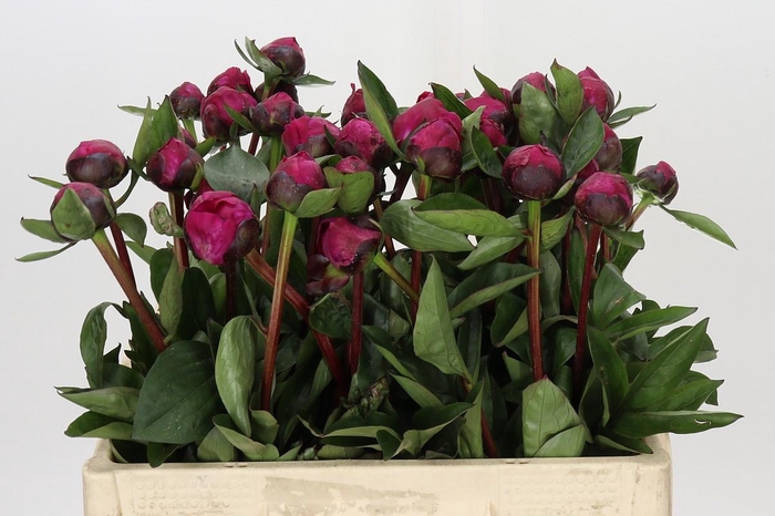 <h4>Paeonia Red Sarah Bernhardt</h4>