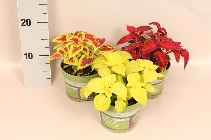 <h4>Coleus</h4>