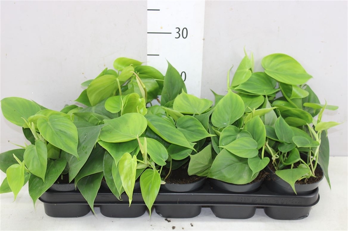 <h4>Philodendron Scandens</h4>