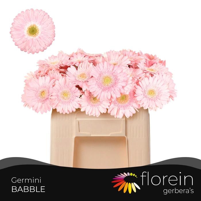 <h4>GE MI BABBLE</h4>