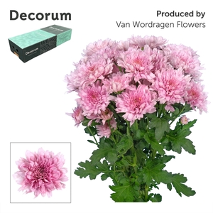 Chr T Kalimba Decorum exportbox