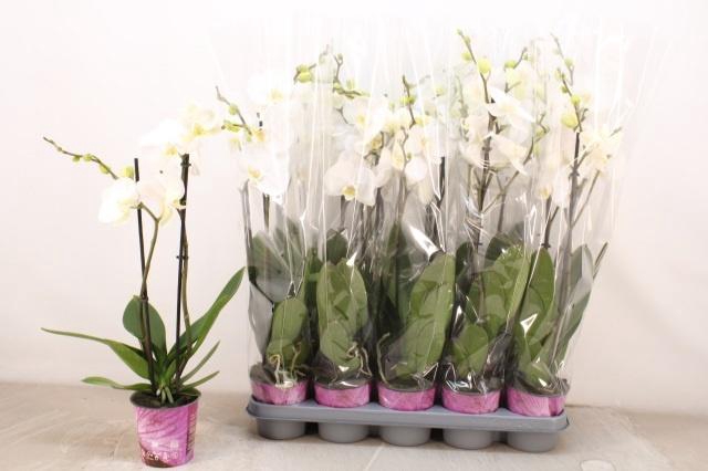 <h4>PHAL OV WIT</h4>