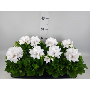 Pelargonium gran.   ..