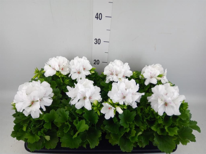 <h4>Pelargonium gran.   ..</h4>