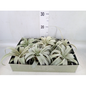 Tillandsia xerographica