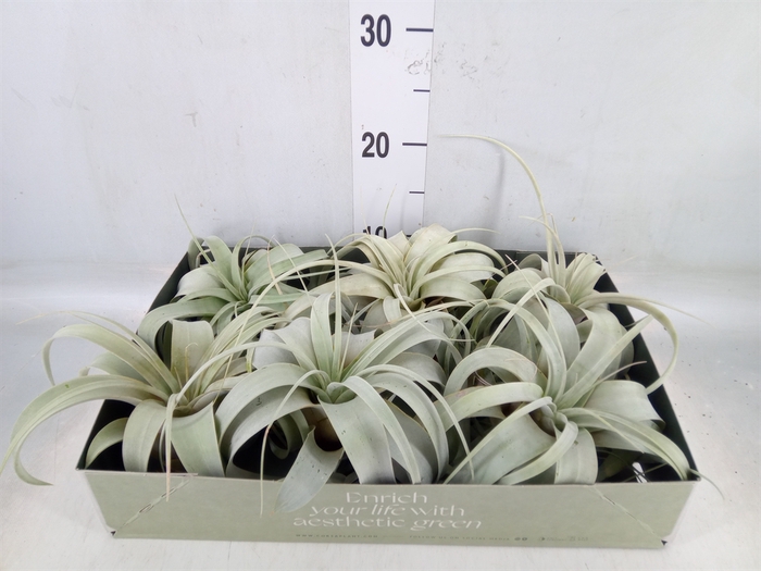 <h4>Tillandsia xerographica</h4>