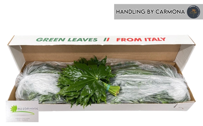 <h4>FATSIA JAPONICA BLAD</h4>