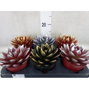 Echeveria  'Miranda'