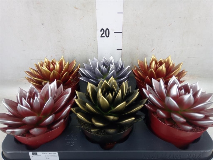 <h4>Echeveria  'Miranda'</h4>