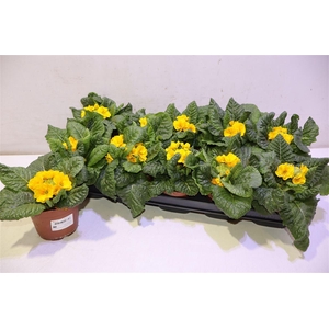 Prim El Sibel Goldge