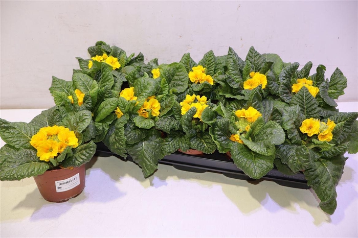 <h4>Prim El Sibel Goldge</h4>