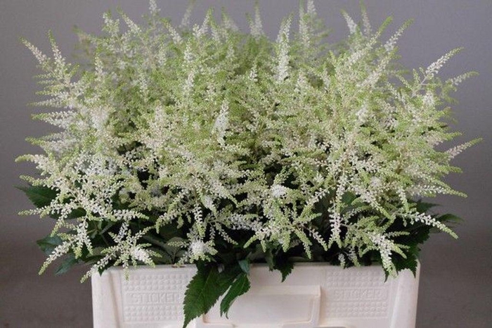 <h4>Astilbe washington</h4>