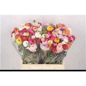 Ran El Mixed In Bunch