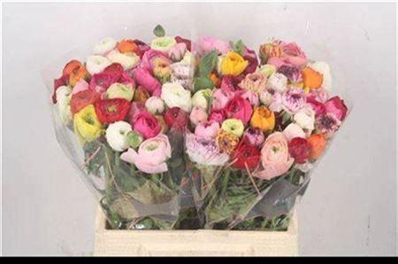 <h4>Ran El Mixed In Bunch</h4>