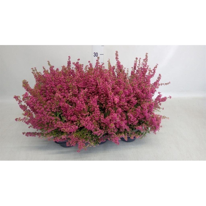 <h4>Erica gracilis   ...red</h4>