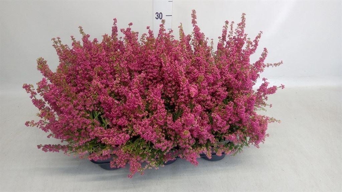 Erica gracilis   ...red