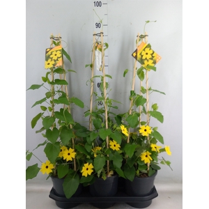 Thunbergia  'Suzie Yellow wEye'