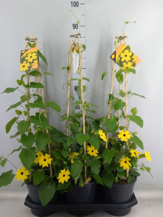 <h4>Thunbergia  'Suzie Yellow wEye'</h4>