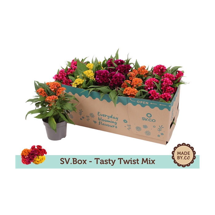 <h4>Celosia Tasty Twist Mix in SV.Box</h4>