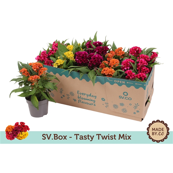 <h4>Celosia Tasty Twist Mix in SV.Box</h4>