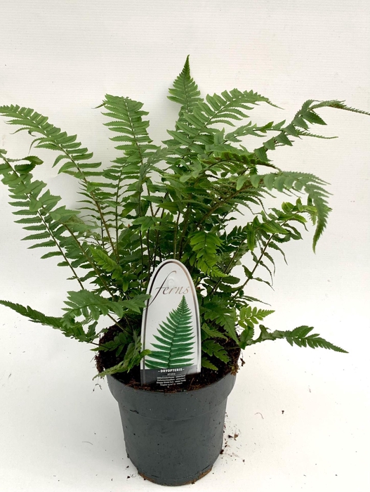 <h4>Varens gemengd</h4>