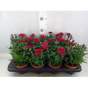 Dianthus  'Oscar Cherry'
