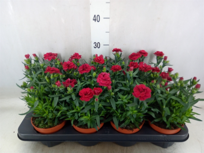 <h4>Dianthus  'Oscar Cherry'</h4>
