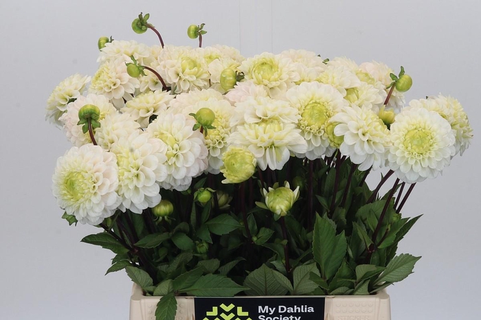 <h4>Dahlia Caro</h4>