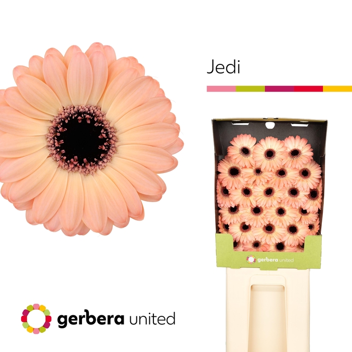 <h4>Ge Mi Jedi</h4>